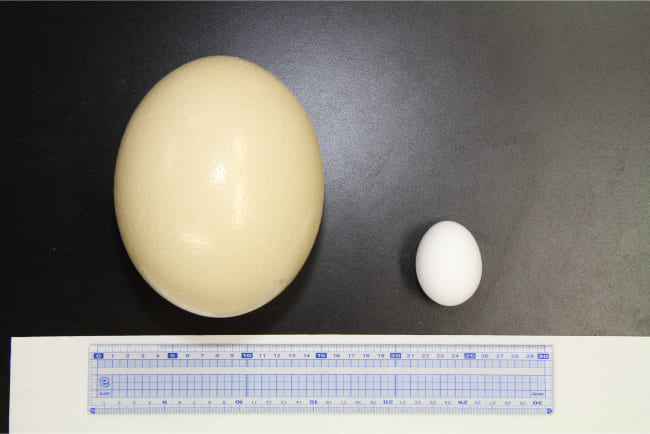 鶏の卵とダチョウの卵比較