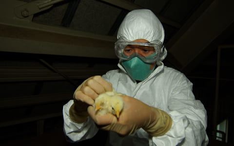 鶏インフルエンザ感染実験2